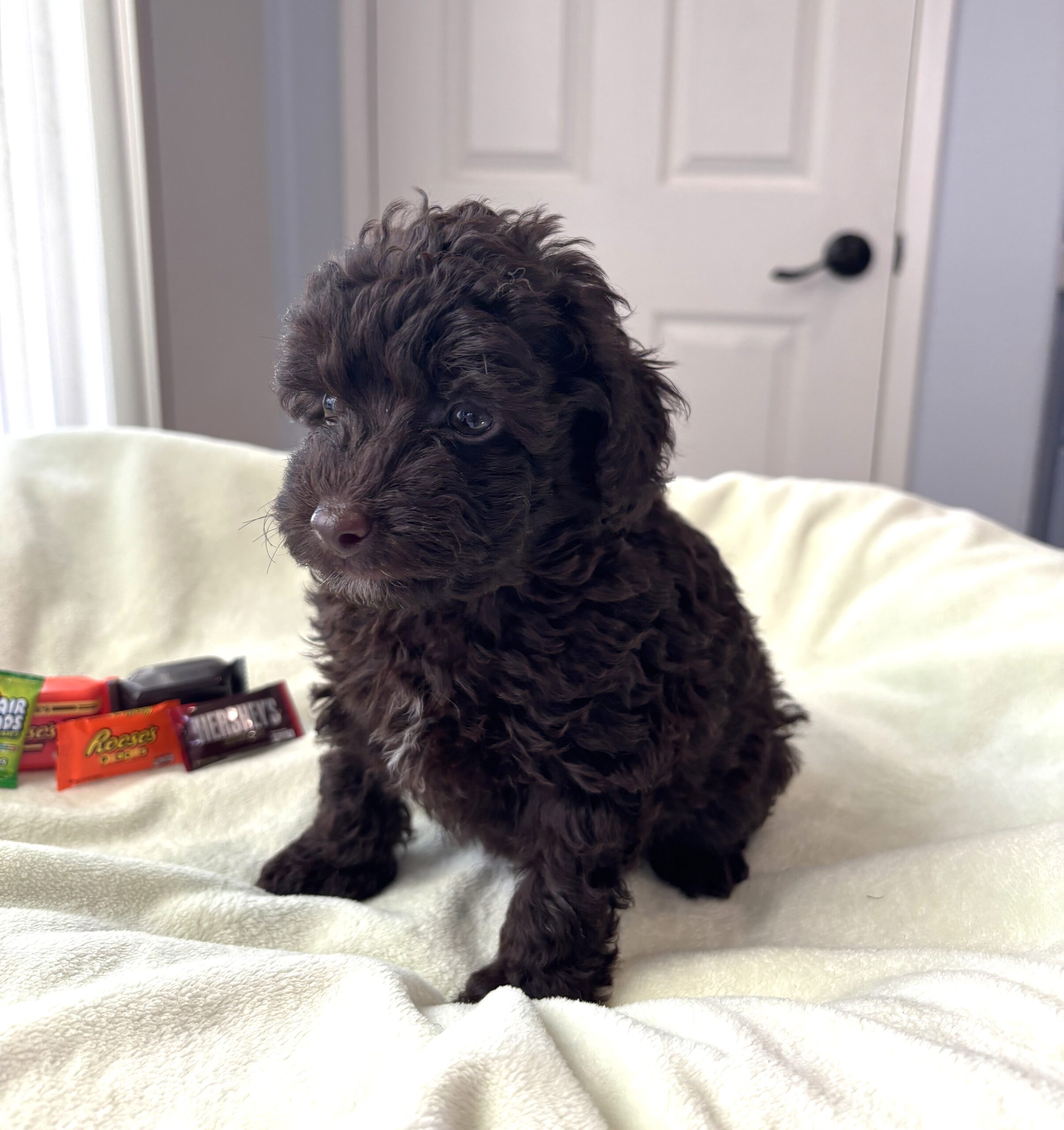 GRANT – Miniature Schnoodle $2400