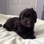 GRANT – Miniature Schnoodle $2400