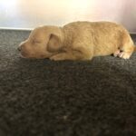 HENRY – Miniature Schnoodle $2800