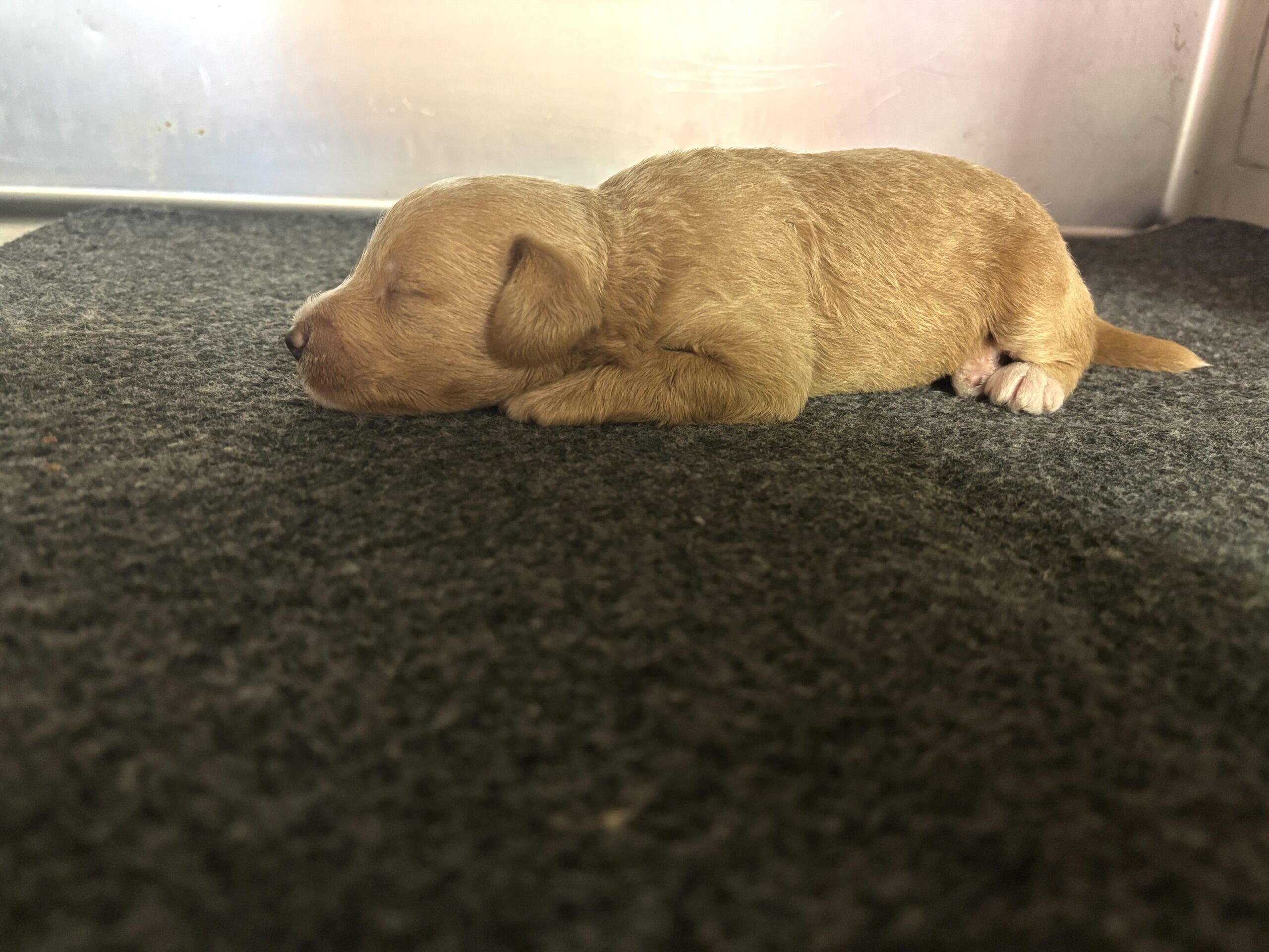 HENRY – Miniature Schnoodle $2800