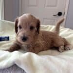 HENRY – Miniature Schnoodle $2500
