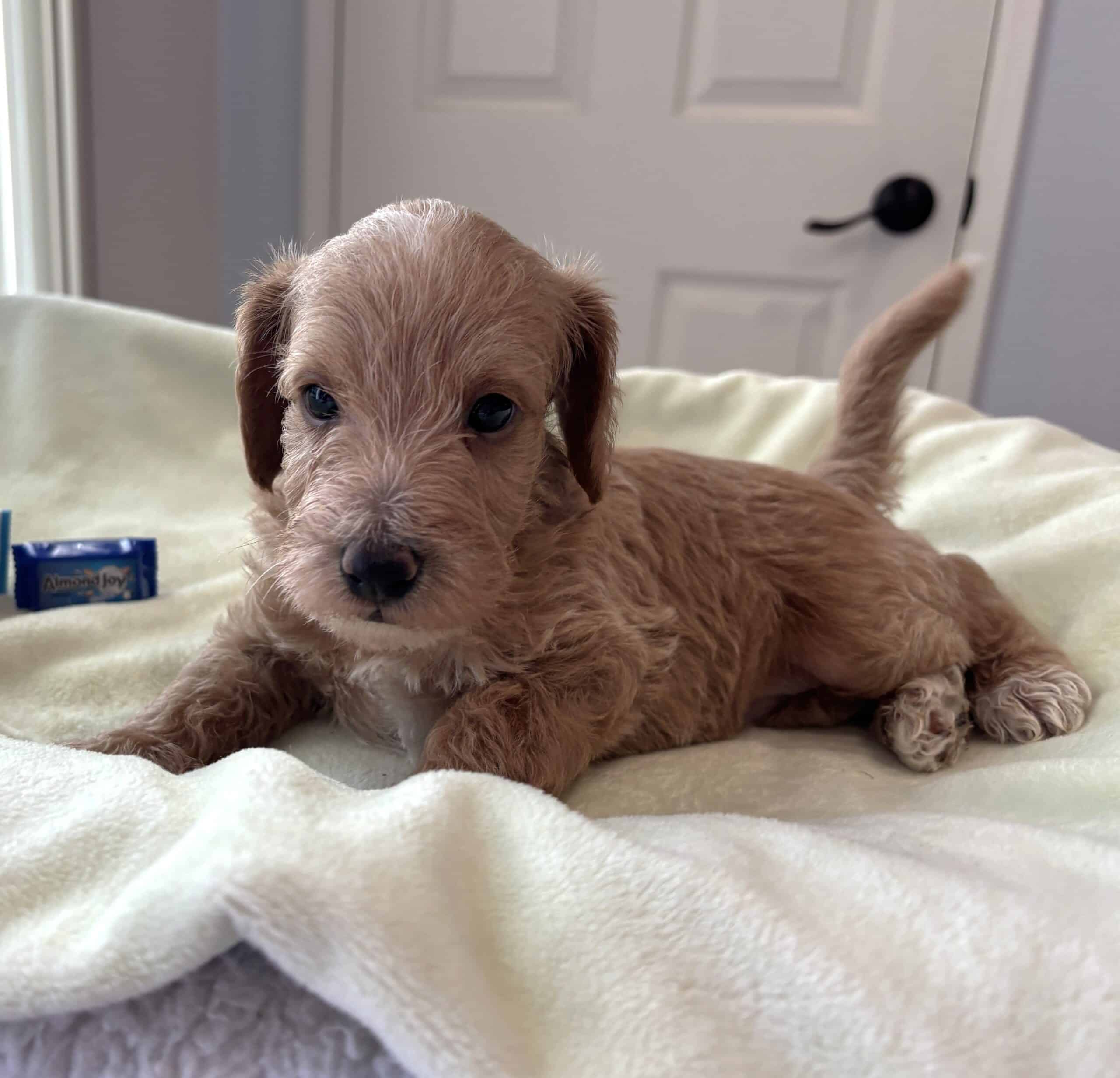 HENRY – Miniature Schnoodle $2500