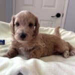 HENRY – Miniature Schnoodle $2500