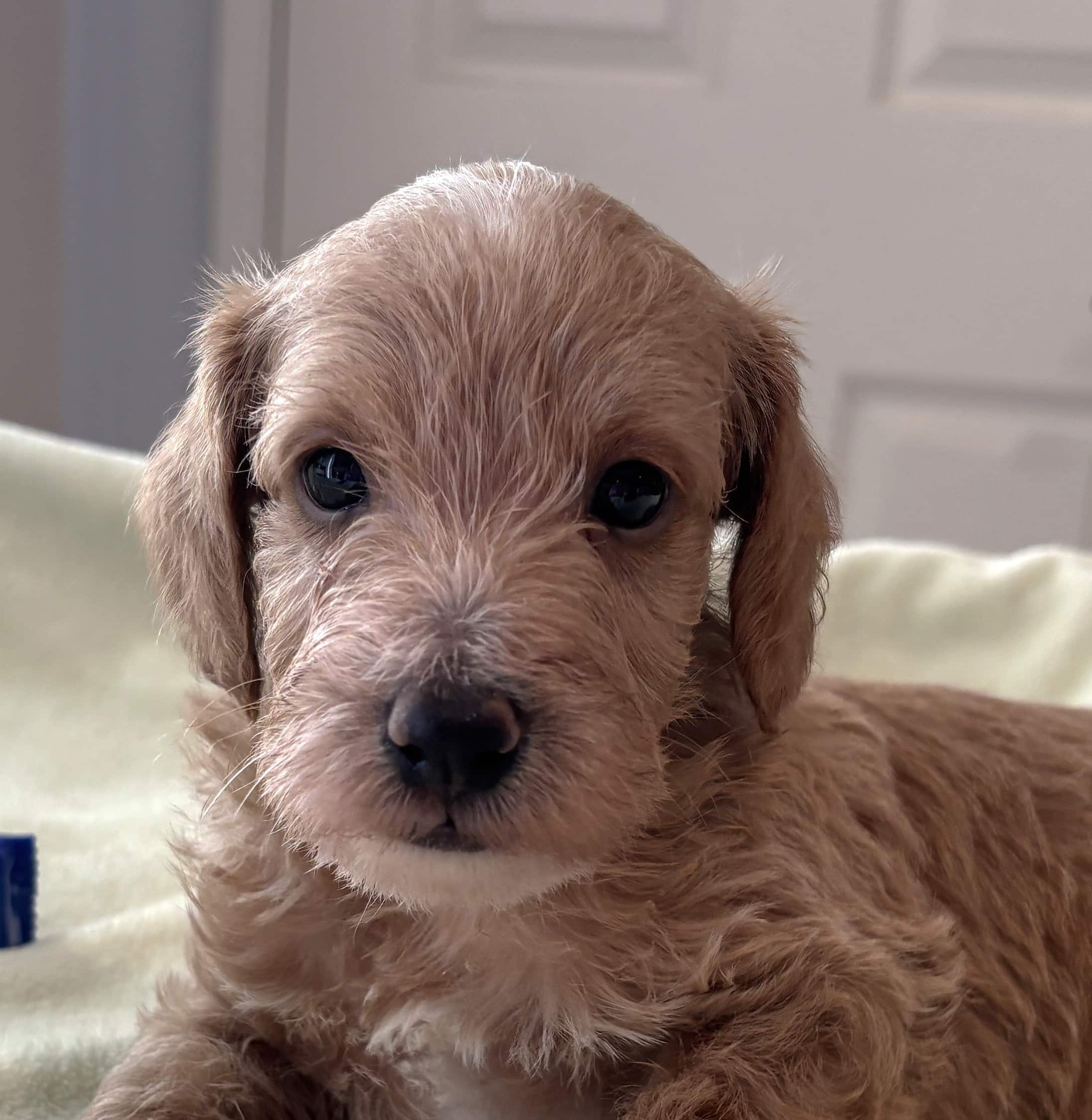 HENRY – Miniature Schnoodle $2800