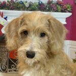 HENRY – Miniature Schnoodle $2500