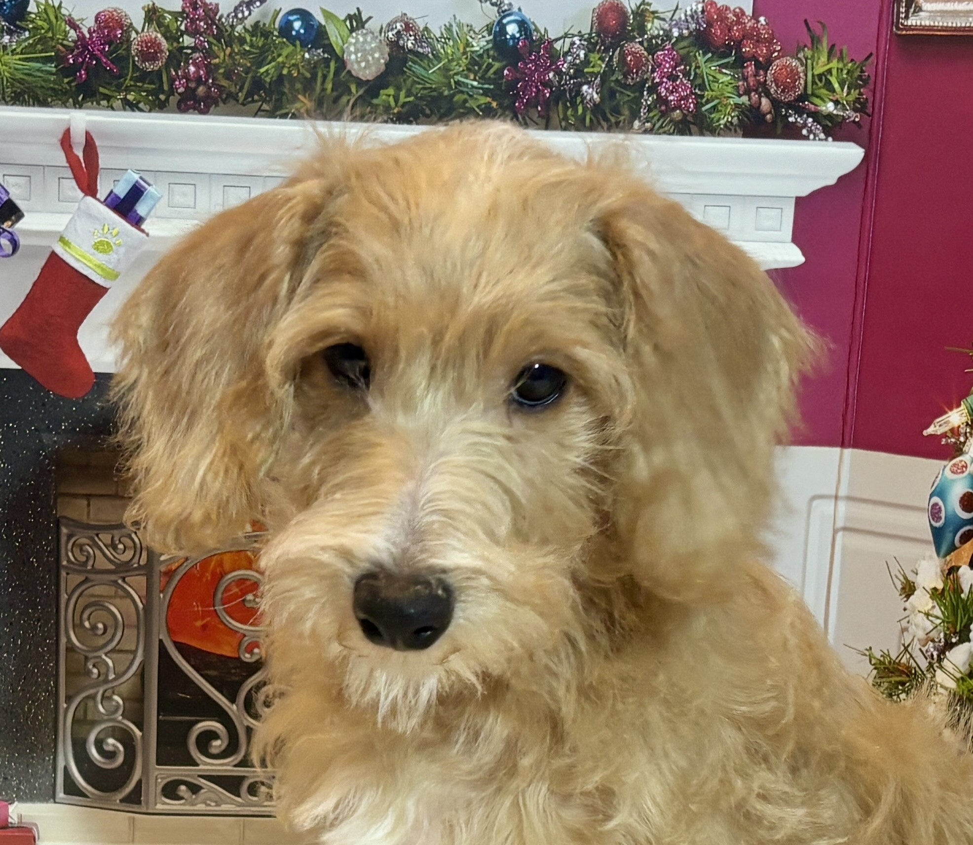 HENRY – Miniature Schnoodle $2500