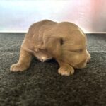 HENRY – Miniature Schnoodle $2800