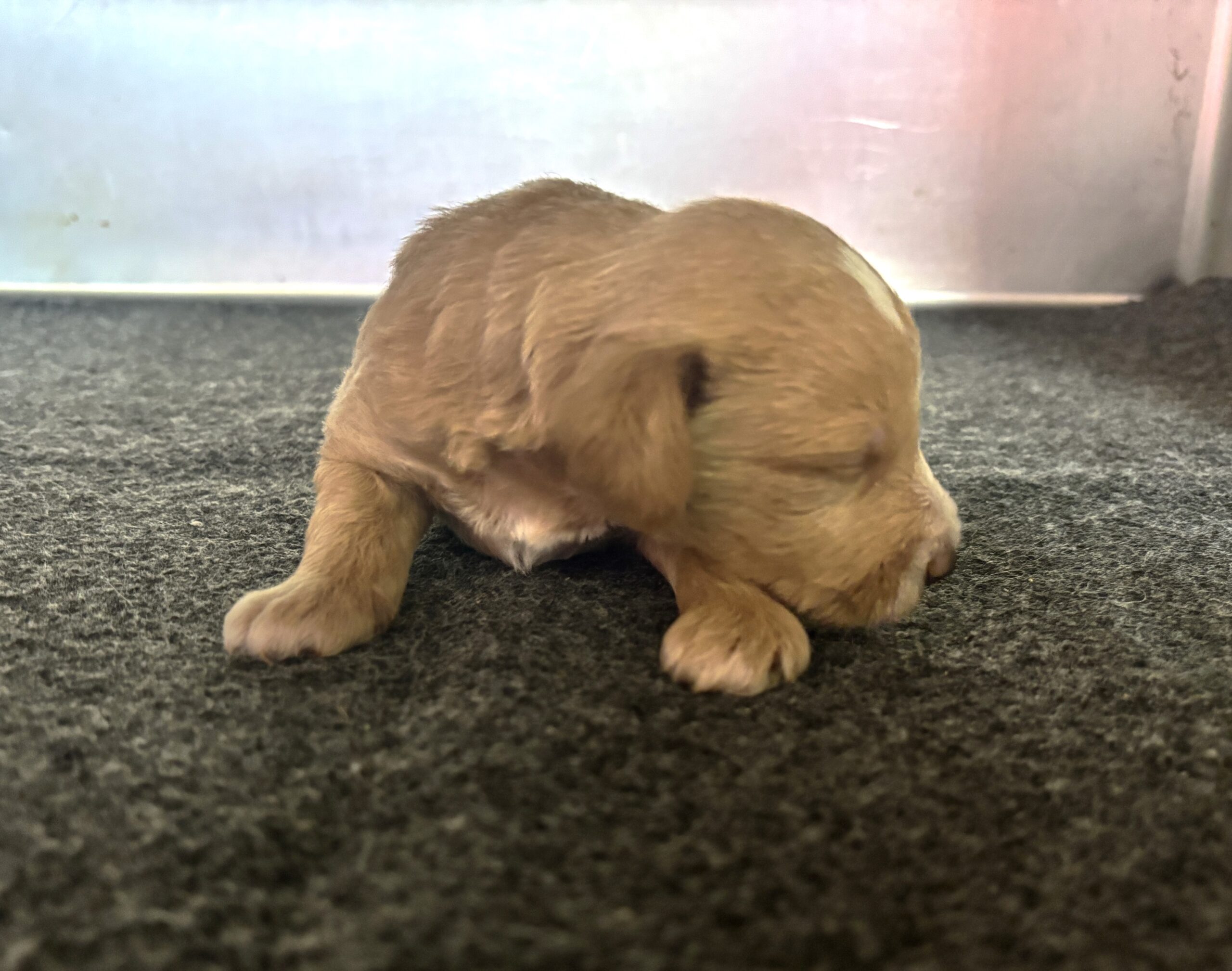 HENRY – Miniature Schnoodle $2800