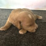 HENRY – Miniature Schnoodle $2800