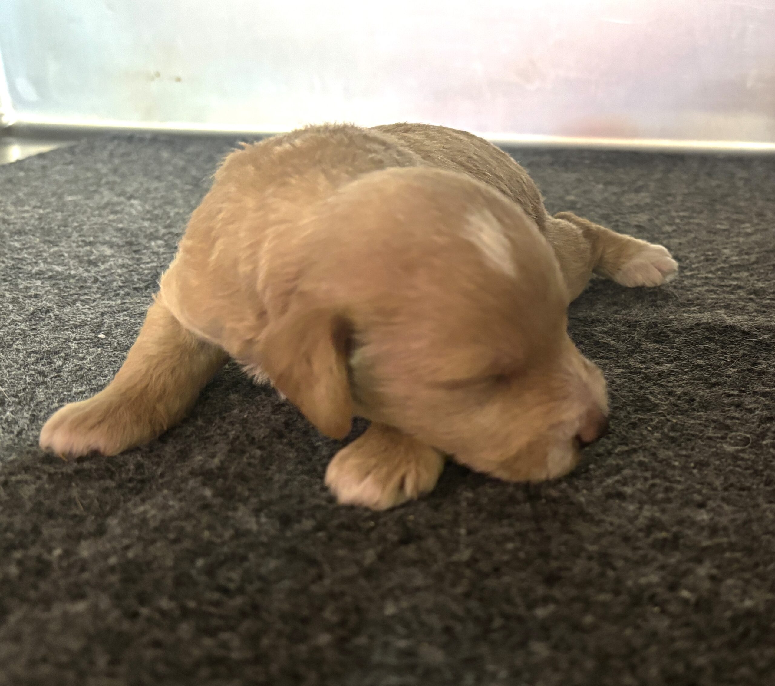 HENRY – Miniature Schnoodle $2800