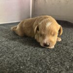 HENRY – Miniature Schnoodle $2800