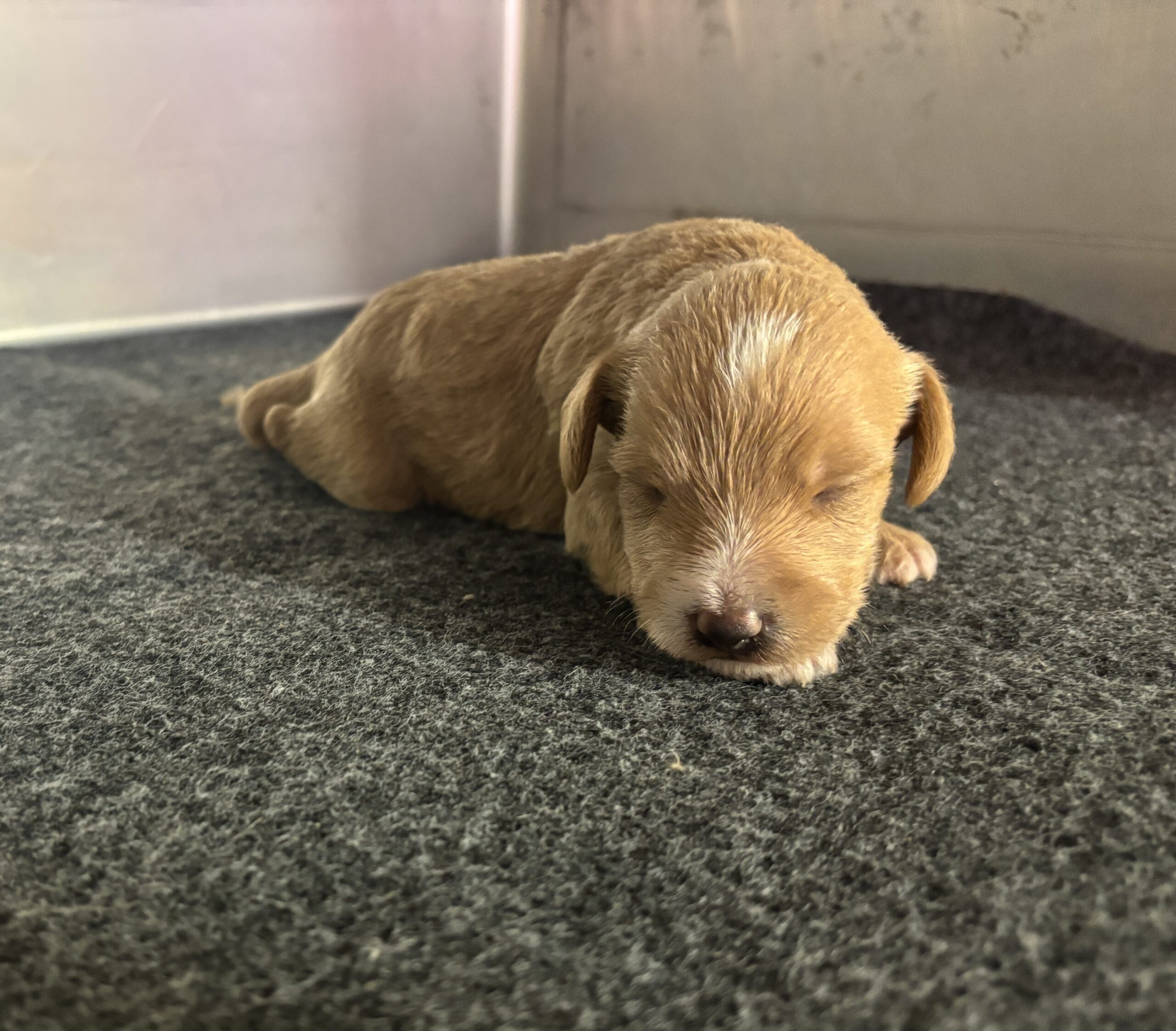 HENRY – Miniature Schnoodle $2800