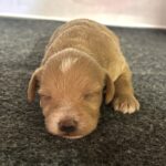 HENRY – Miniature Schnoodle $2800