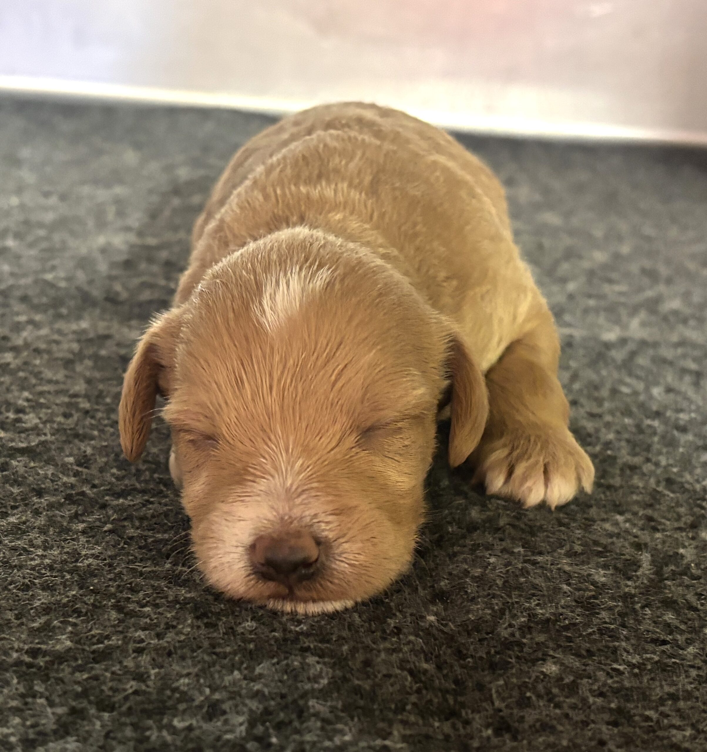 HENRY – Miniature Schnoodle $2800