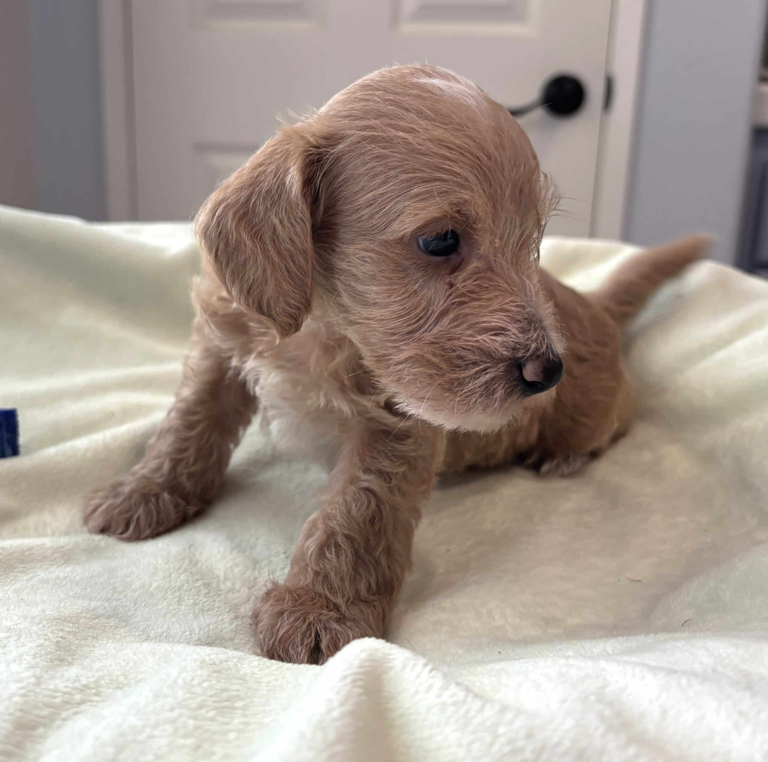 HENRY – Miniature Schnoodle $2500