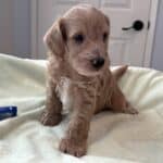 HENRY – Miniature Schnoodle $2500