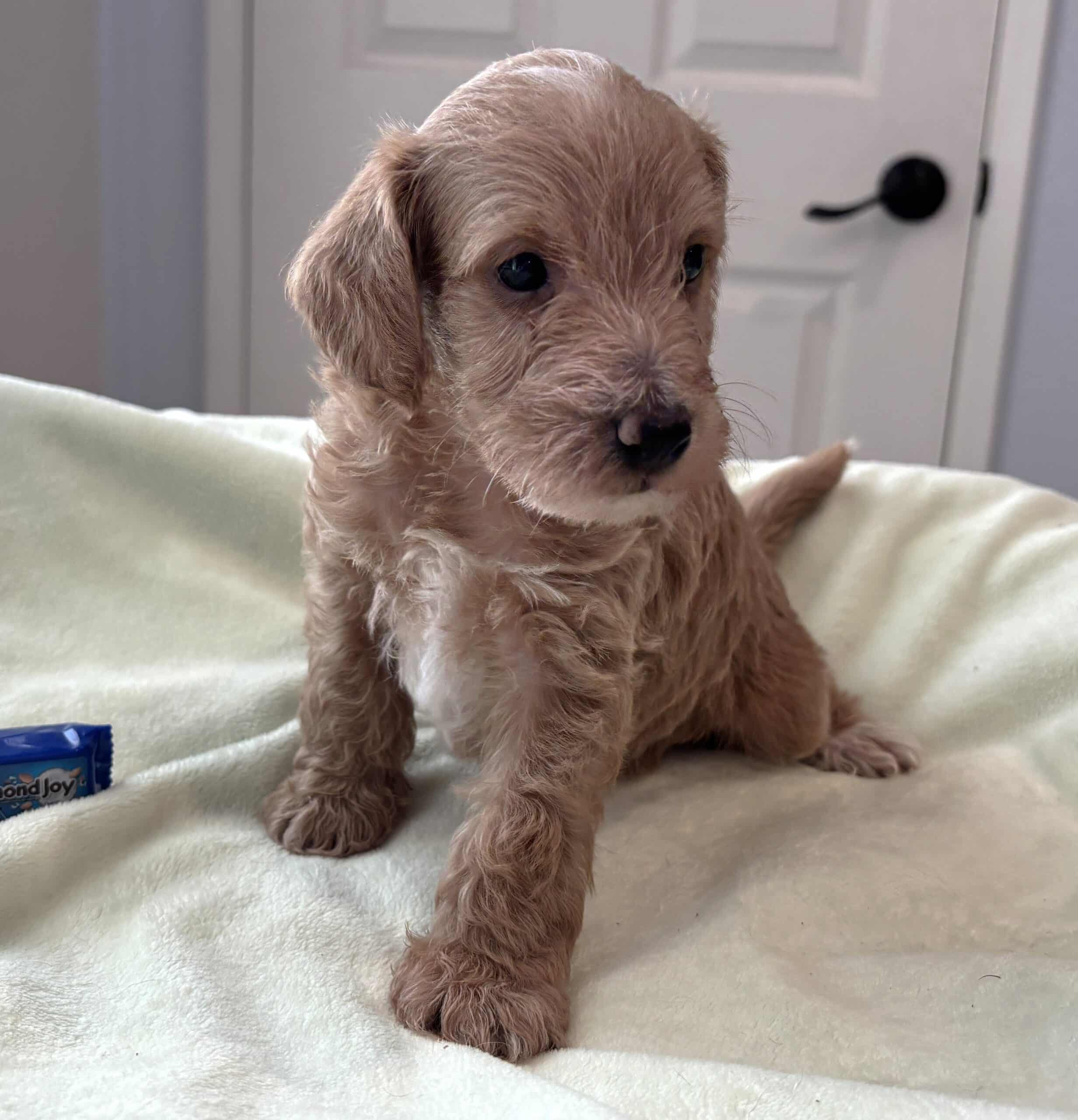 HENRY – Miniature Schnoodle $2500