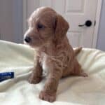 HENRY – Miniature Schnoodle $2500