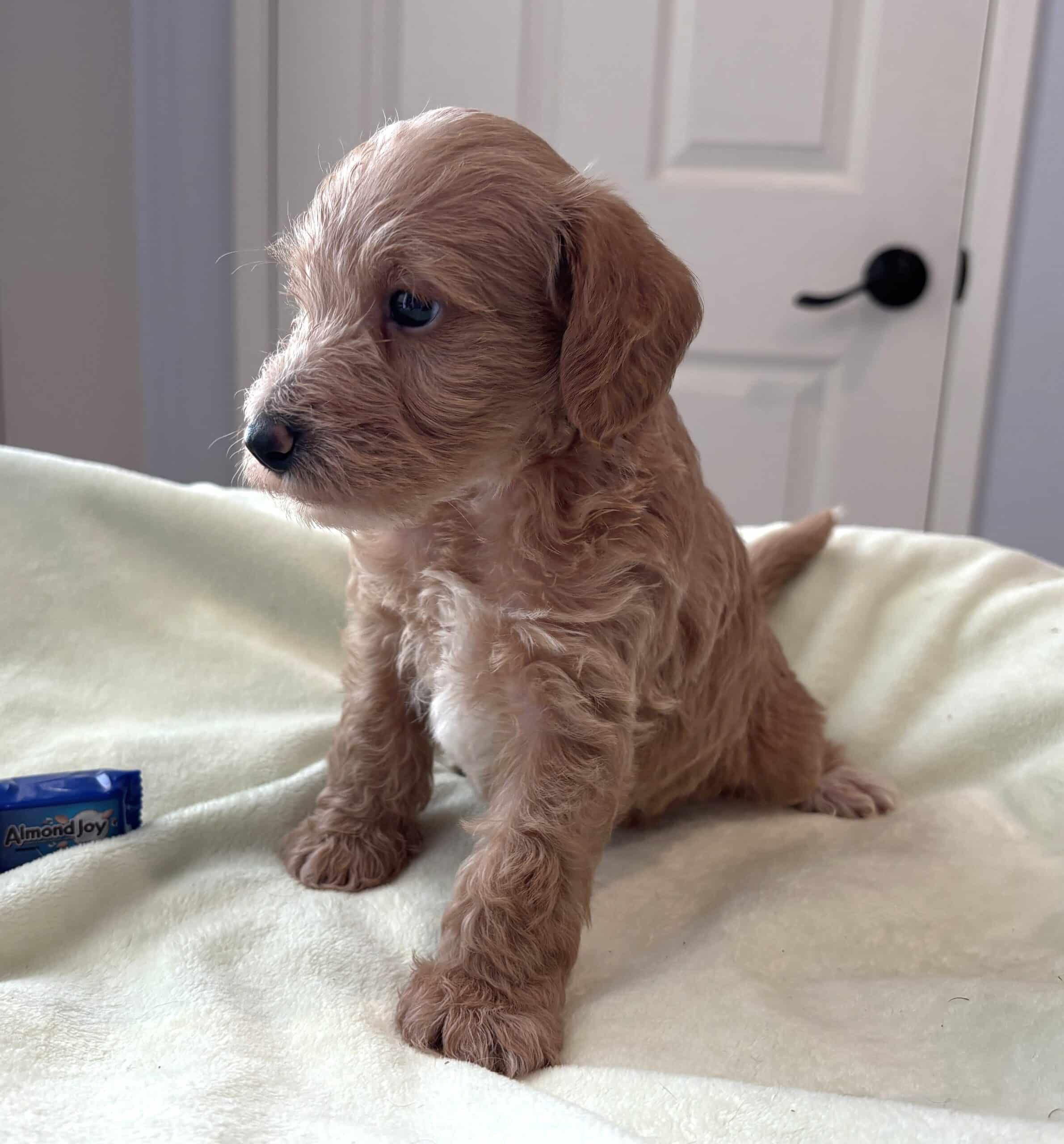 HENRY – Miniature Schnoodle $2500