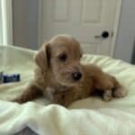 HENRY – Miniature Schnoodle $2500