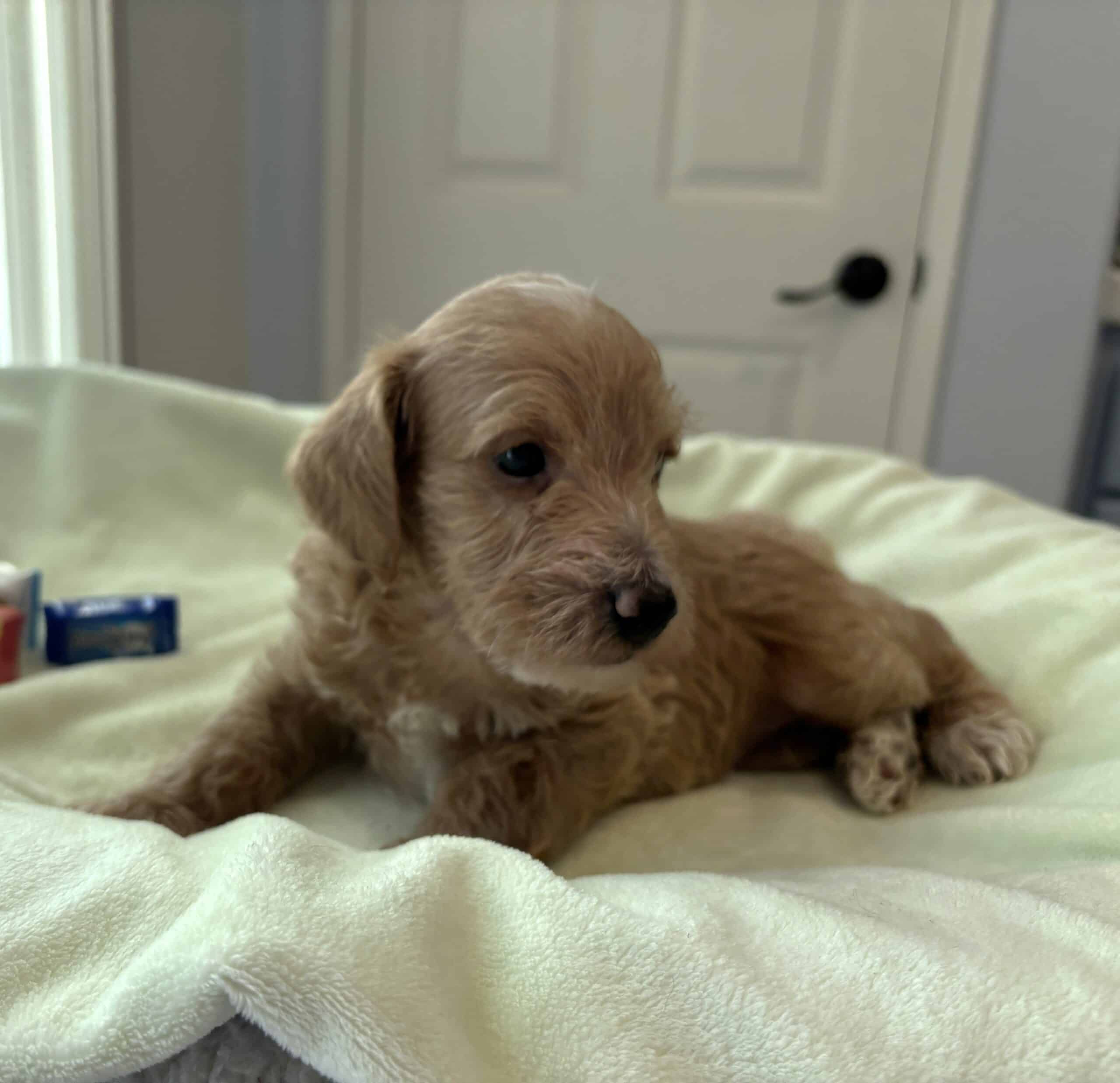 HENRY – Miniature Schnoodle $2500