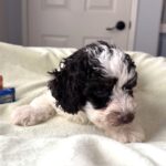 LEROY – Miniature Schnoodle $2500