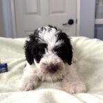 LEROY – Miniature Schnoodle $2500