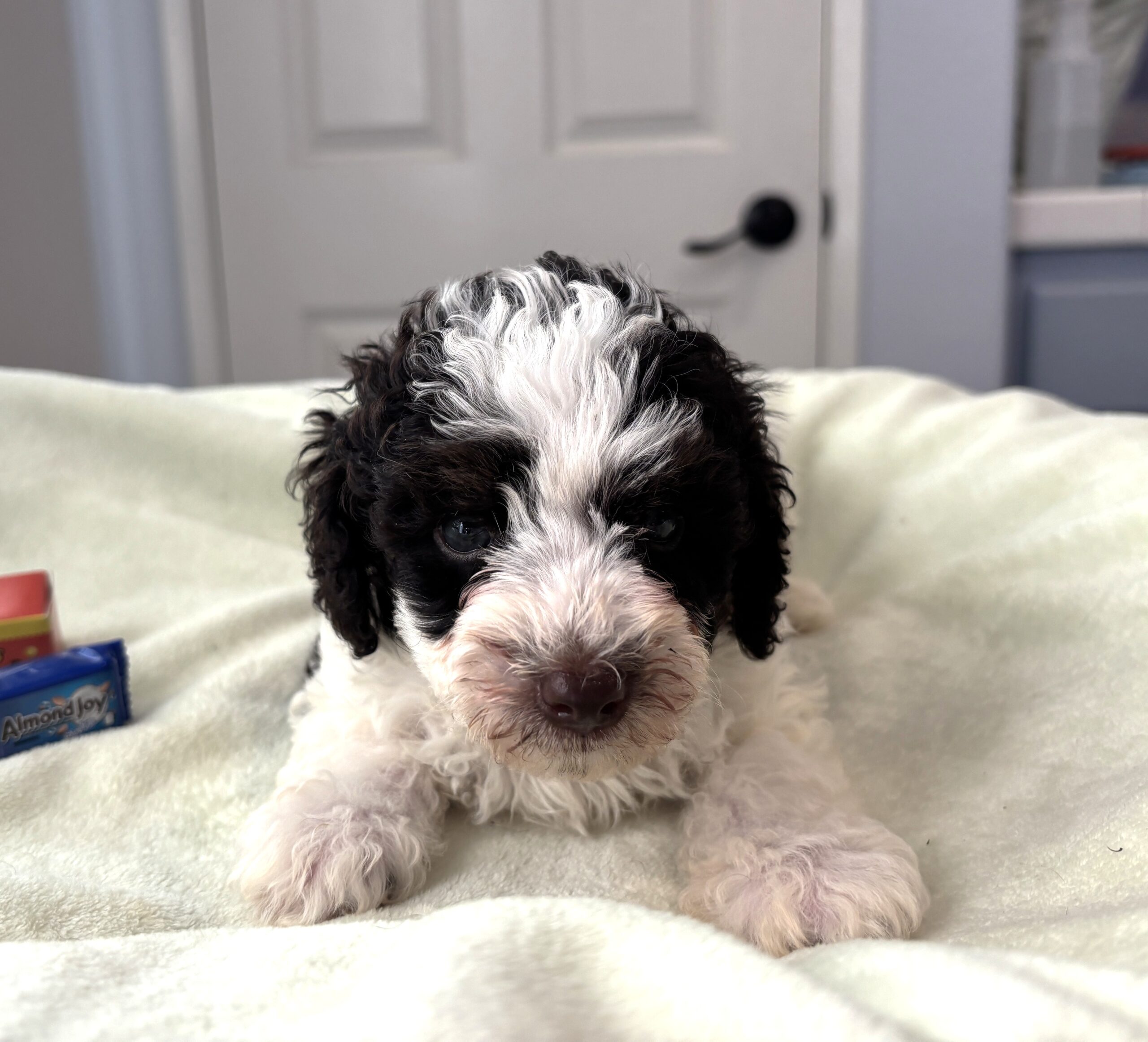 LEROY – Miniature Schnoodle $2500