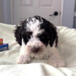 LEROY – Miniature Schnoodle $2500