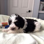 LEROY – Miniature Schnoodle $2500
