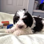 LEROY – Miniature Schnoodle $2500