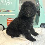 LUCKY – Toy Schnoodle $2200