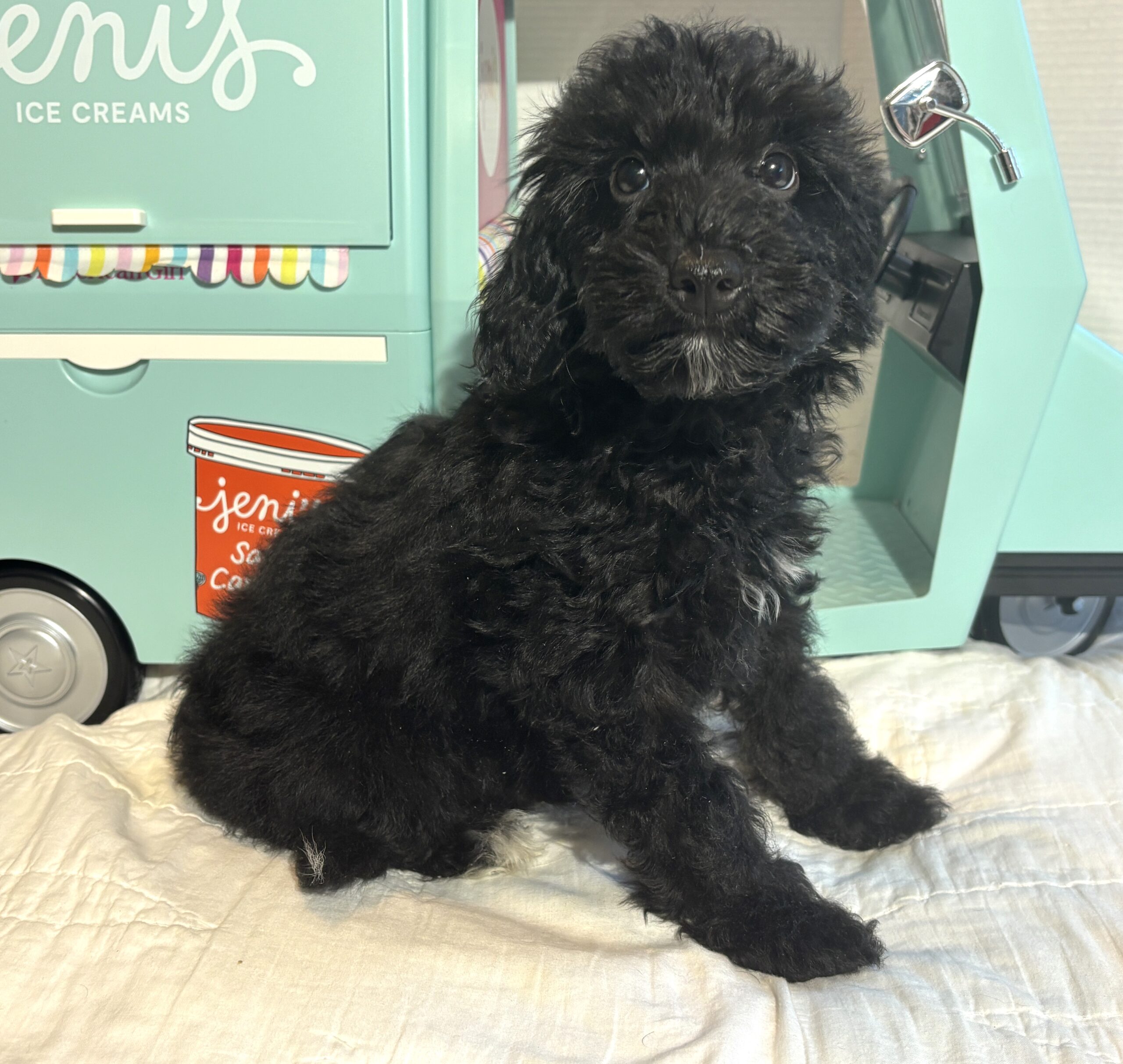 LUCKY – Toy Schnoodle $2200