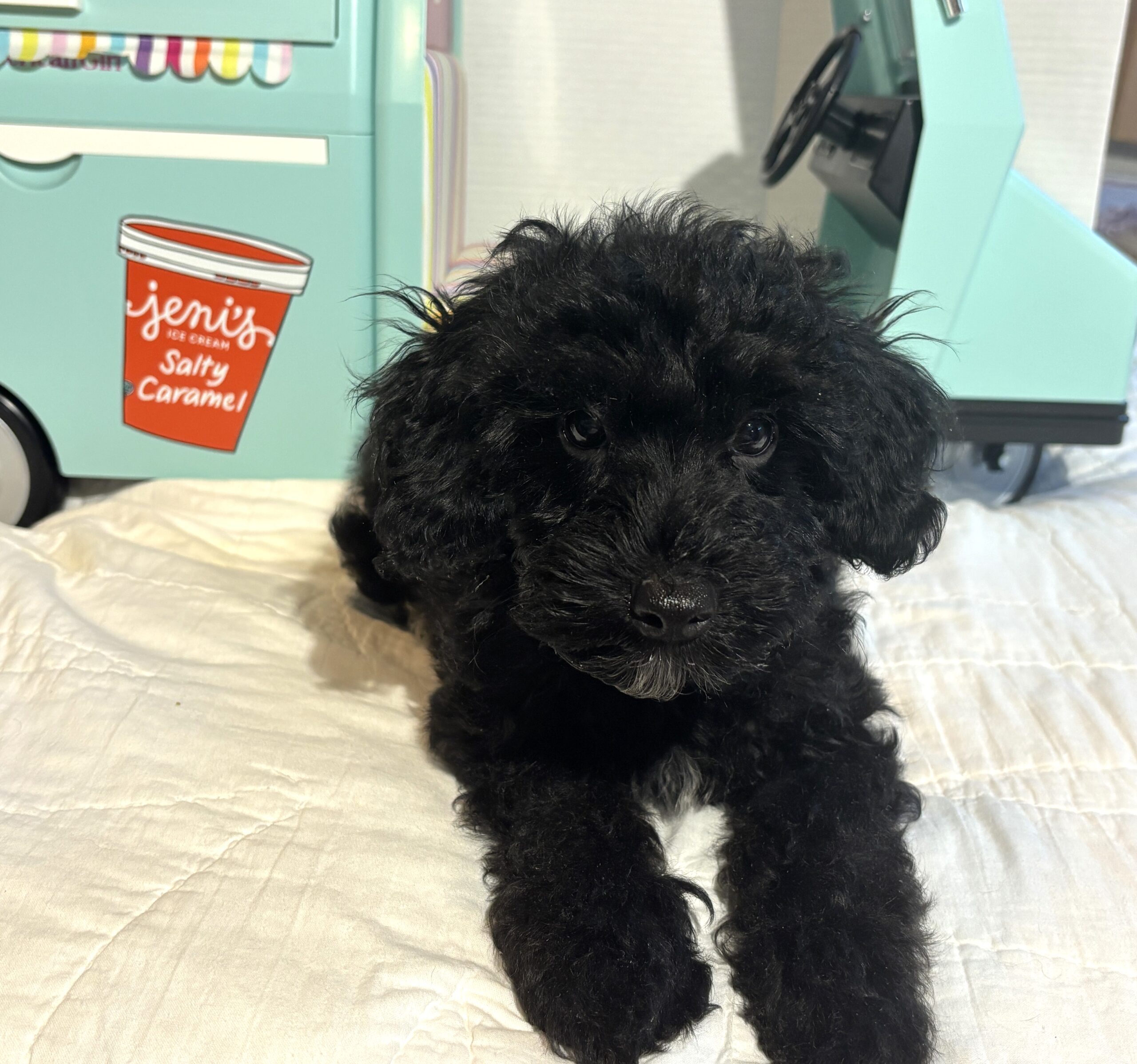 LUCKY – Toy Schnoodle $2200