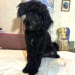 LUCKY – Toy Schnoodle $1800