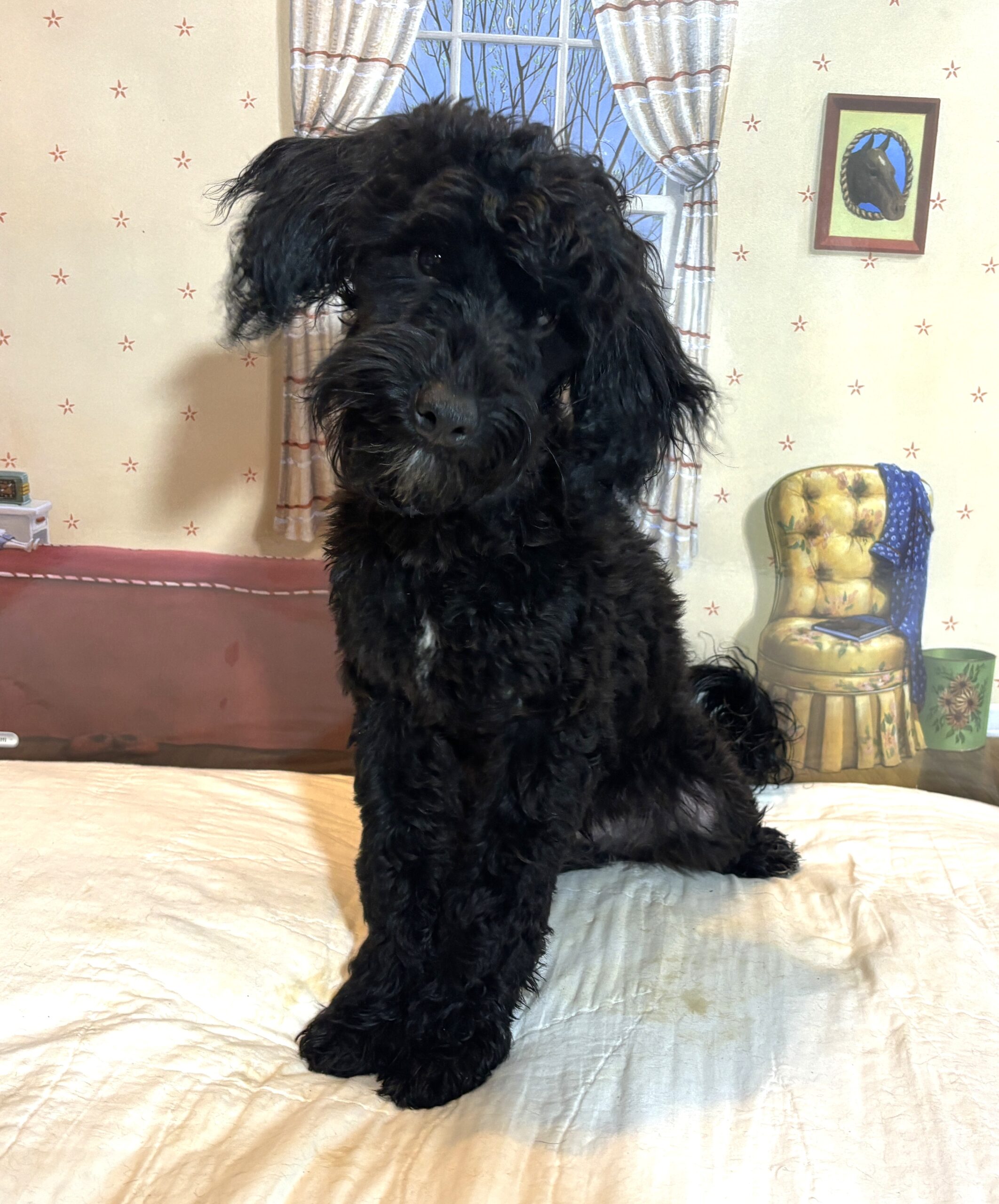 LUCKY – Toy Schnoodle $1800