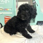 LUCKY – Toy Schnoodle $2200