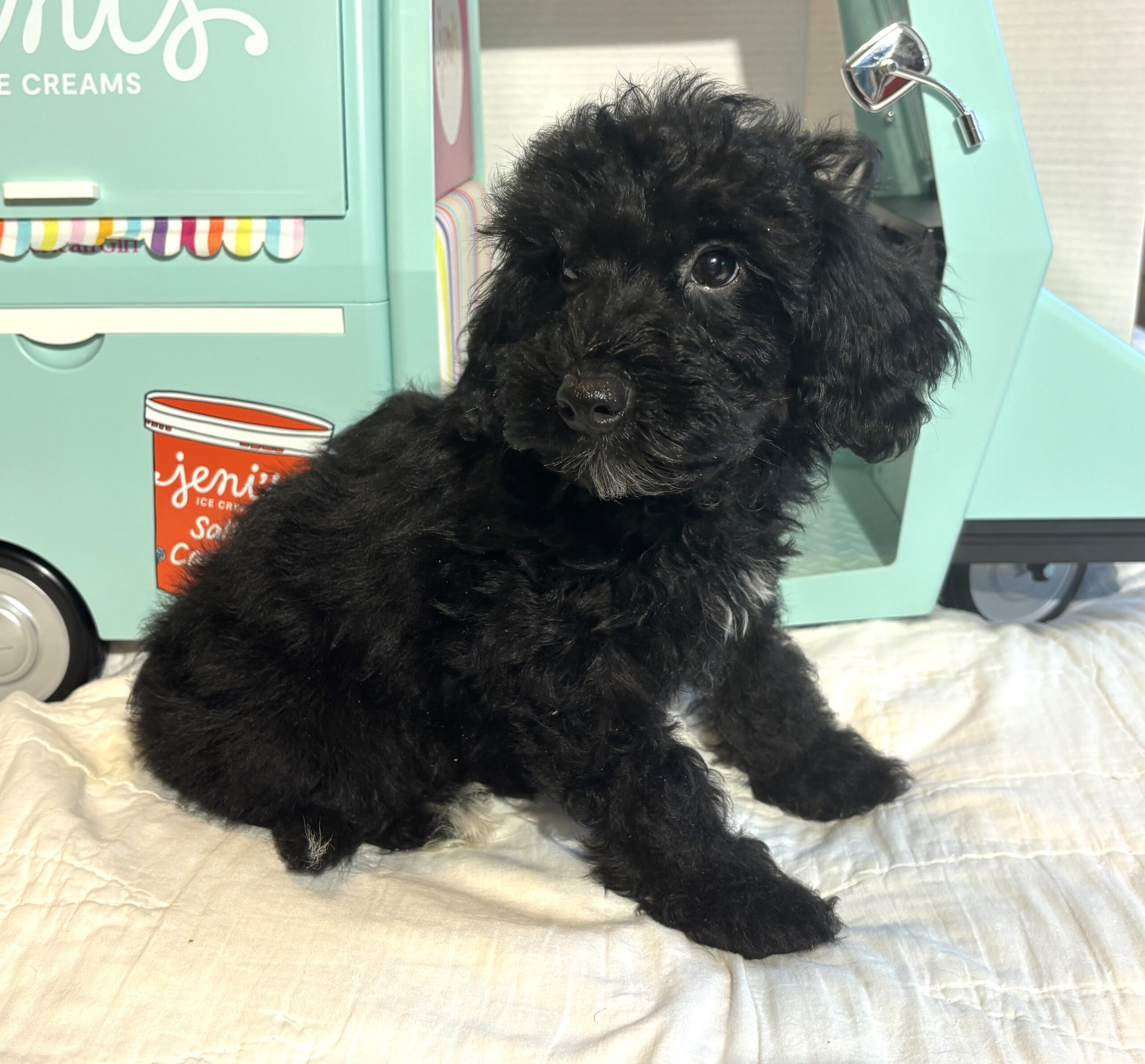 LUCKY – Toy Schnoodle $2200