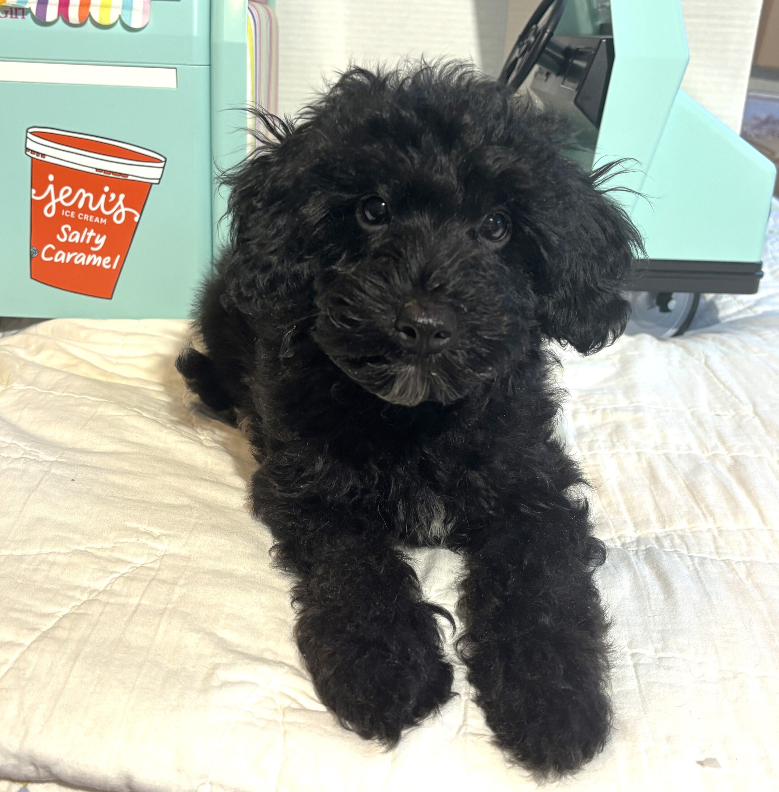 LUCKY – Toy Schnoodle $2200