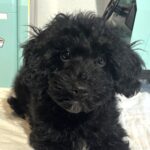 LUCKY – Toy Schnoodle $2200