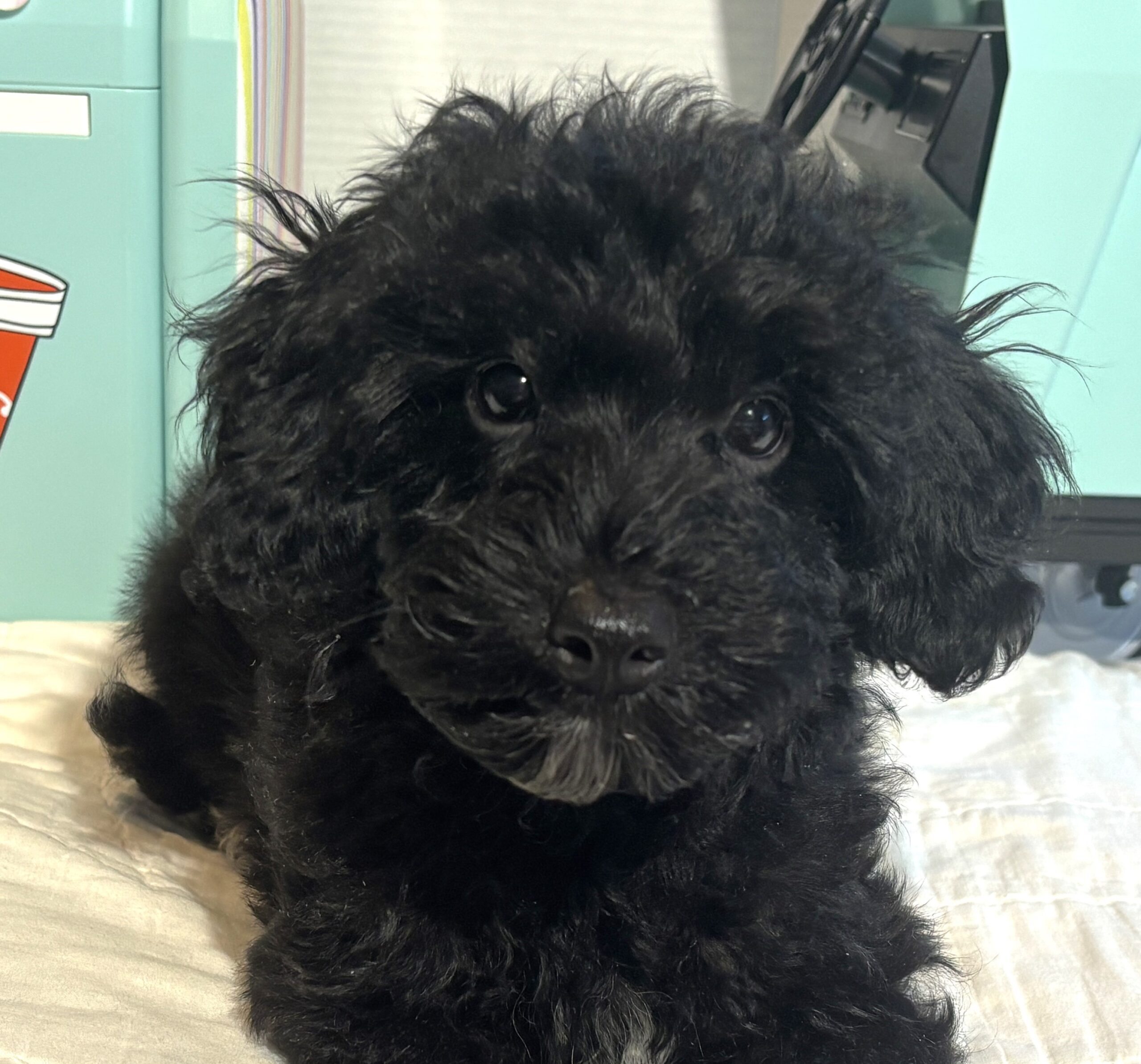 LUCKY – Toy Schnoodle $2200