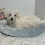 OLAF – Miniature Schnoodle $2000