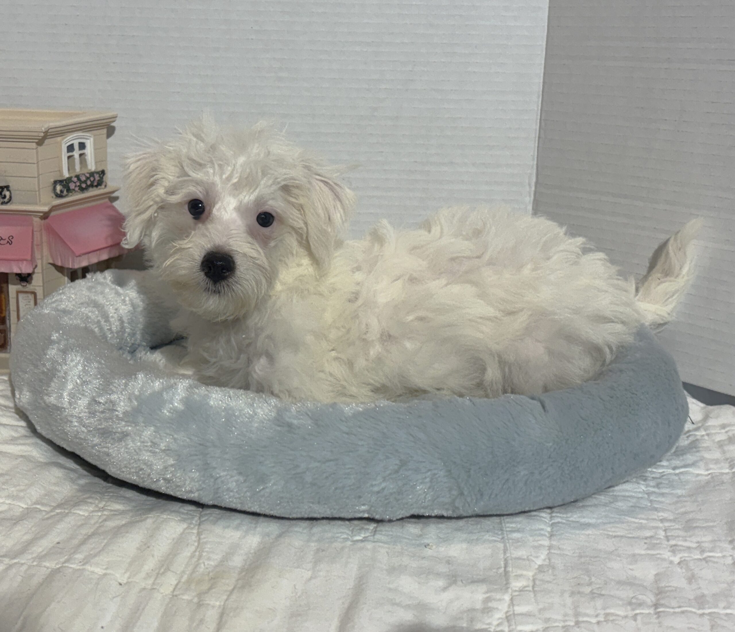 OLAF – Miniature Schnoodle $2000