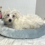 OLAF – Miniature Schnoodle $2000