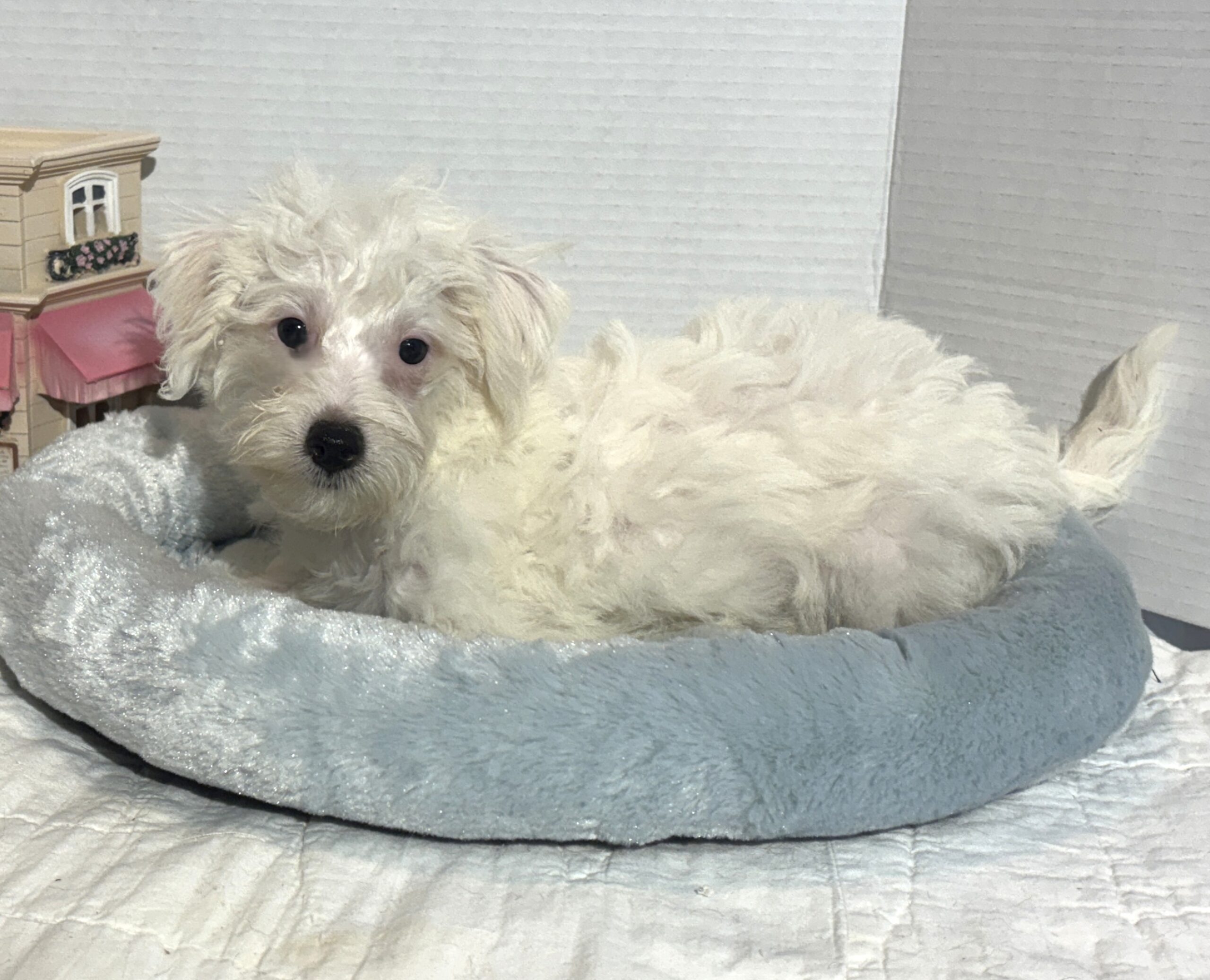 OLAF – Miniature Schnoodle $2000