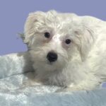 OLAF – Miniature Schnoodle $2000