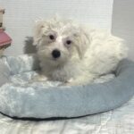 OLAF – Miniature Schnoodle $2000