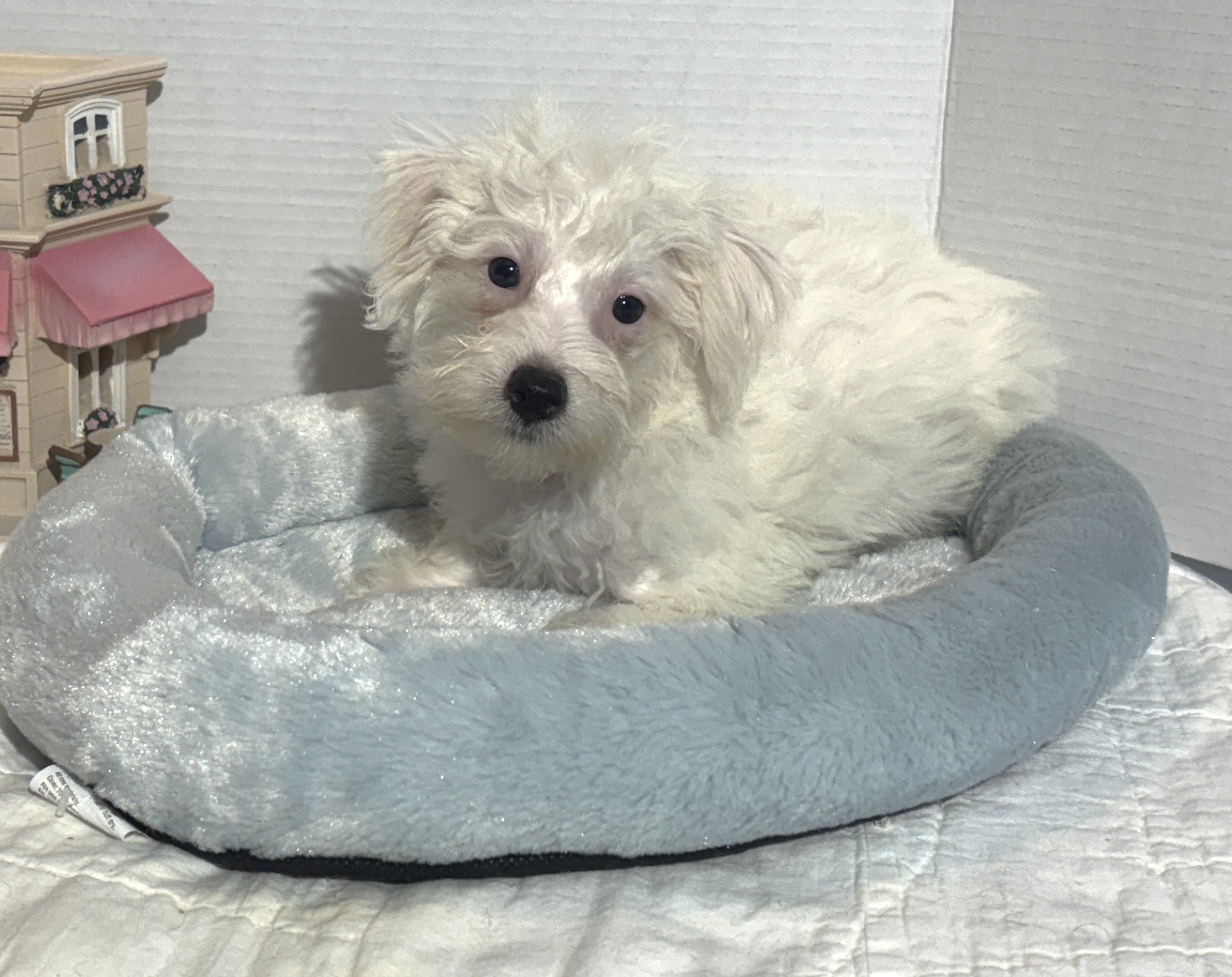 OLAF – Miniature Schnoodle $2000