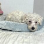 OLAF – Miniature Schnoodle $2000