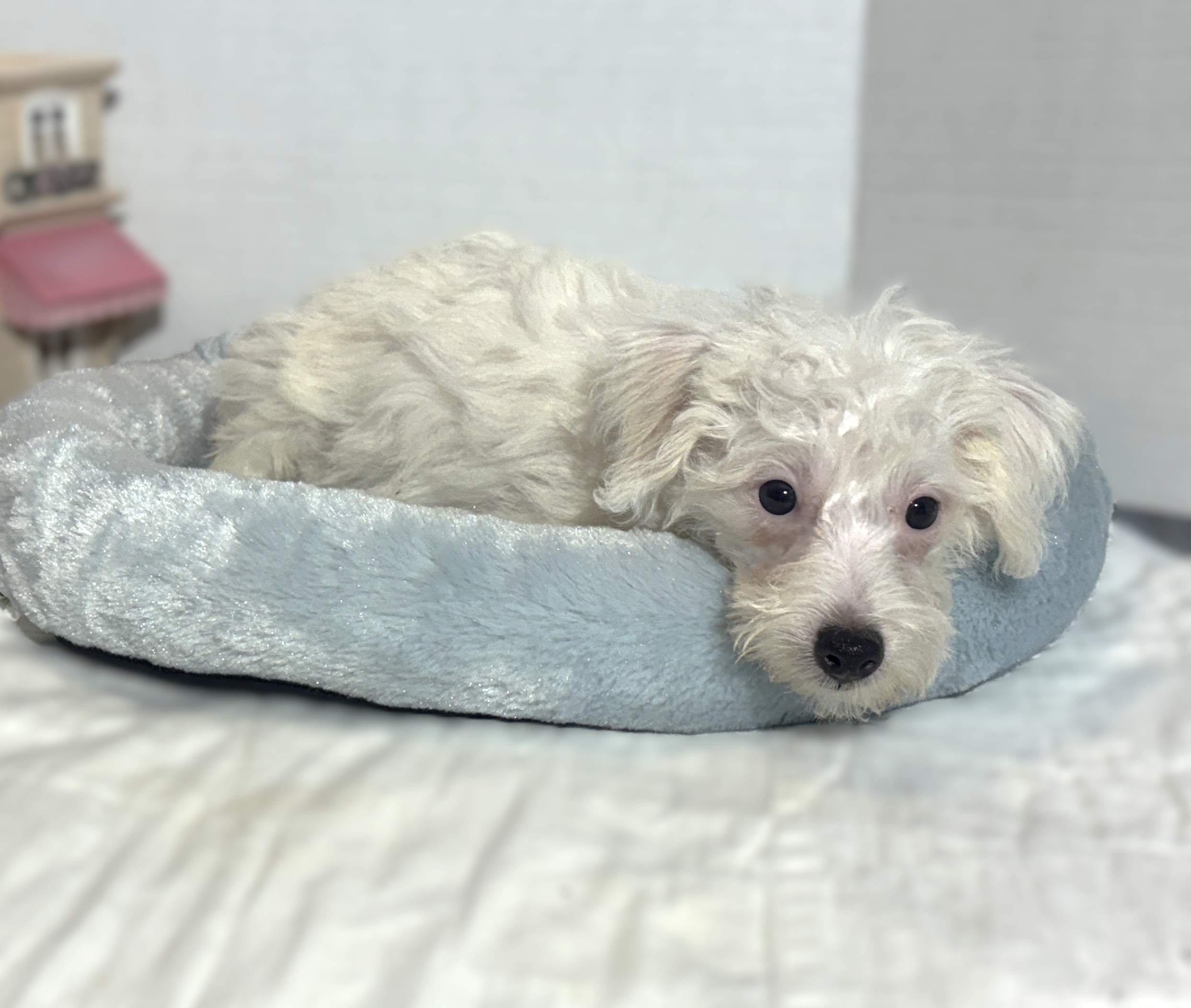 OLAF – Miniature Schnoodle $2000